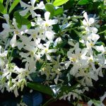 Yasemin Çiçeği Yetiştirme Rehberi: Doğru Bakım ve Sırlı İpuçları